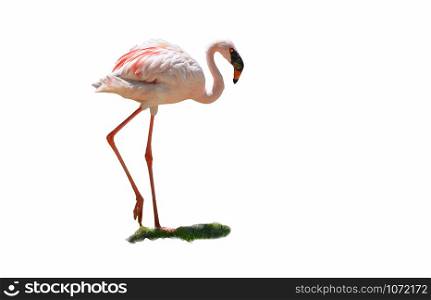 white pink greater flamingo big bird walking isolated on white background