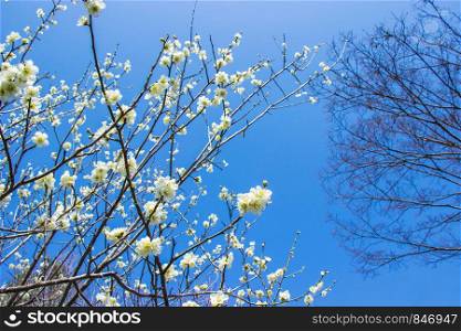 White plum blossoms and blue sky bright background.