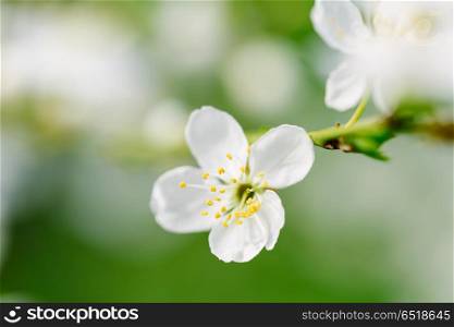 White Plum Tree Flowers In Spring