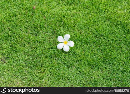 White plumeria flower, a tropical blossom on green grass background