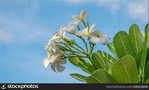 White Plumeria flower . Plumeria flower on clear blue sky background
