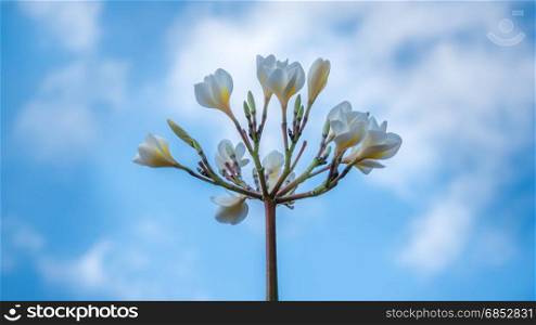 white plumeria flower. Plumeria flower on clear blue sky background