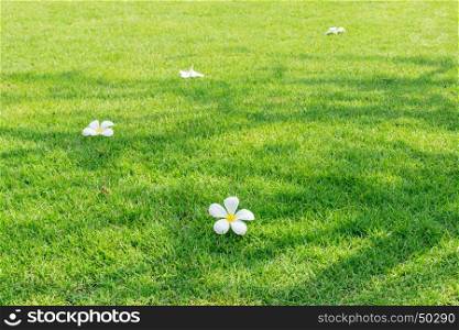 White plumeria flowers, a tropical blossom on green grass background