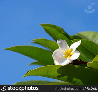 white plumeria flowers closeup on green background