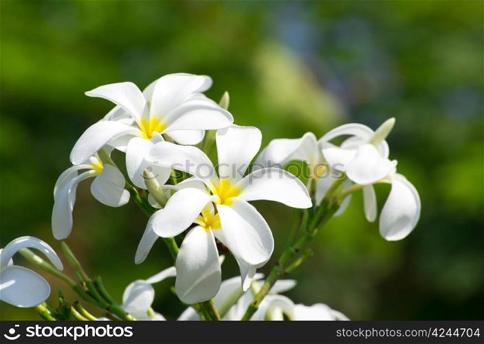 white plumeria flowers closeup on green background