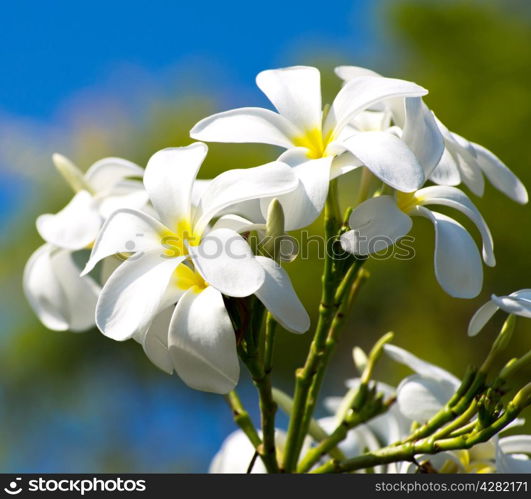 white plumeria flowers closeup on green background