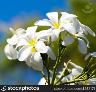 white plumeria flowers closeup on green background