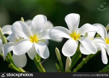white plumeria flowers closeup on green background