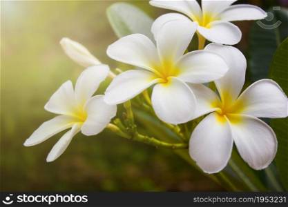 white plumeria flowers with soft light, vintage filter effect.