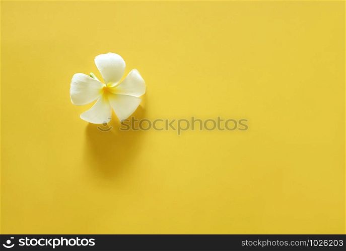 White plumeria on bright yellow background with copy spce. Minimal beauty concept.