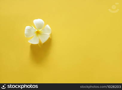 White plumeria on bright yellow background with copy spce. Minimal beauty concept.