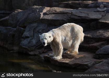 White Polar Bear