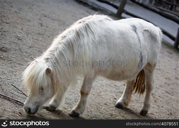 White pony