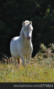white pony against black background
