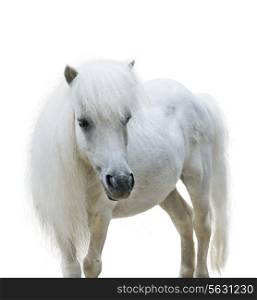White Pony Isolated On White Background