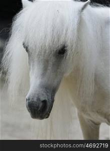 White Pony Portrait , Close Up