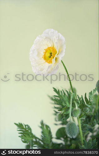 White poppy with leaves isolated on white background.Shallow DOF.