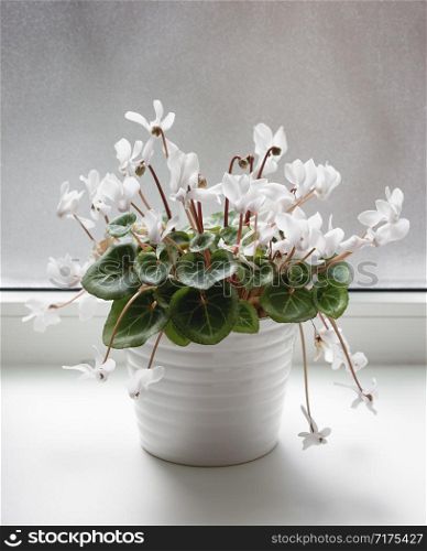 White pot with cyclamen flowers standing on window sill. Close up shot.. White pot with cyclamen flowers standing on window sill. Close up shot