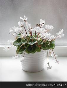 White pot with cyclamen flowers standing on window sill. Close up shot.. White pot with cyclamen flowers standing on window sill. Close up shot