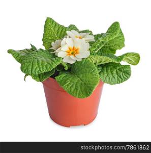 White primula flowers in plastic pot isolated on white background