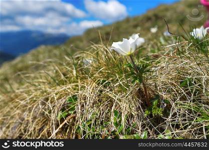 White pulsatilla flowers in summer mountains