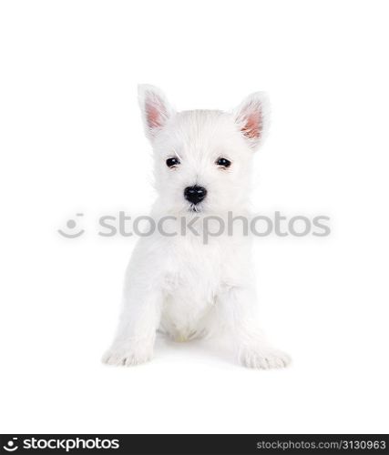 white puppy on white background