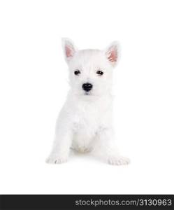 white puppy on white background