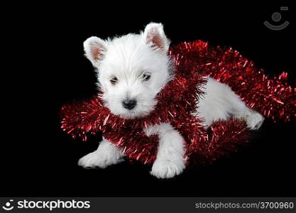 white puppy with red ribbon on black background