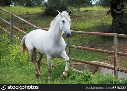 white pure spanish,Andalusian running in his paddock