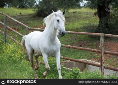 white pure spanish,Andalusian running in his paddock