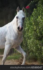 white pure straight egyption  arabian stallion posing at early morning