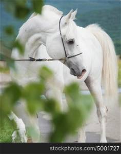 white purebred arabian stallion