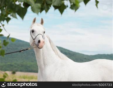 white purebred arabian stallion at sky background
