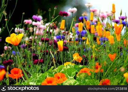 White, purple, orange and blue flowers on cornflower meadow. Fantasy floral floor. Flowermix.