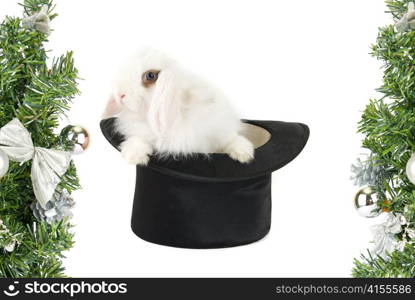 White rabbit at black hat - symbol of 2011 new year isolated on a white background