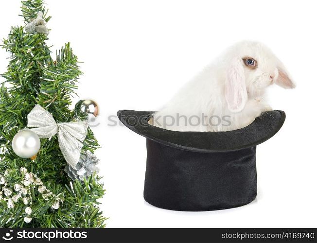 White rabbit at black hat - symbol of 2011 new year isolated on a white background