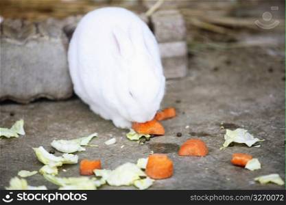 white rabbit eating carrots