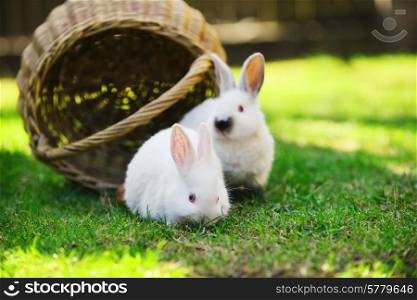 white rabbit in basket on lawn