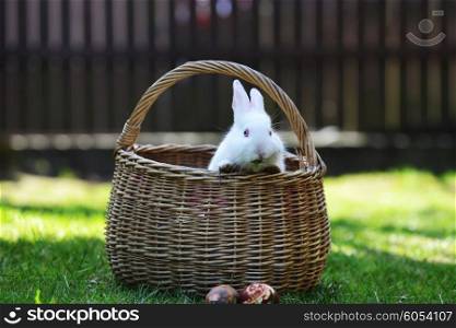 white rabbit in basket on lawn