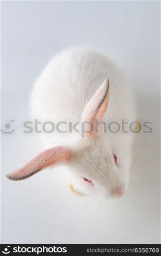 White rabbit in easter animal concept