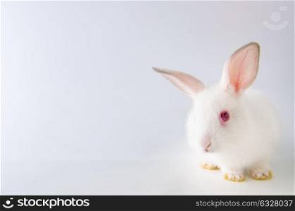 White rabbit in easter animal concept. The white rabbit in easter animal concept