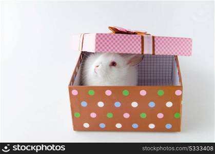 White rabbit in gift box in easter concept