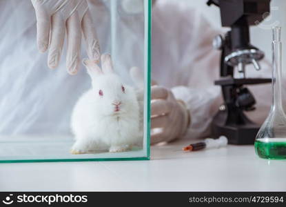 White rabbit in scientific lab experiment