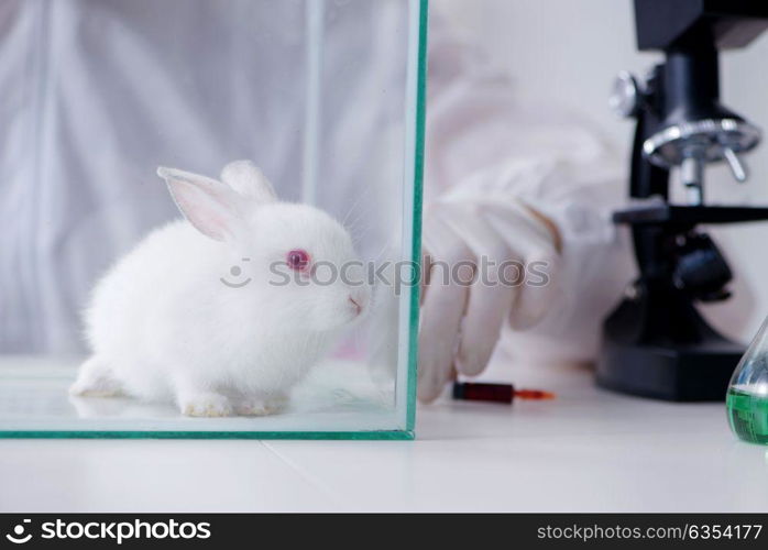 White rabbit in scientific lab experiment