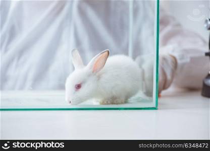 White rabbit in scientific lab experiment. The white rabbit in scientific lab experiment