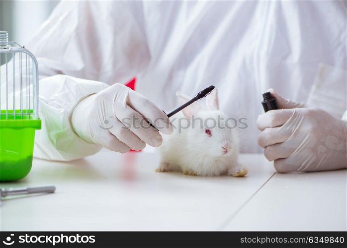 White rabbit in scientific lab experiment. The white rabbit in scientific lab experiment