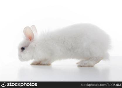 White rabbit isolated on white background