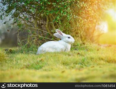 White rabbit on garden spring grass green background - the bunny on field summer day