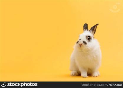 White rabbit on yellow background. Domestic animal, pet. Copyspace. Spring, Easter.. White rabbit on yellow background.