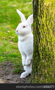 white Rabbit sitting by a tree